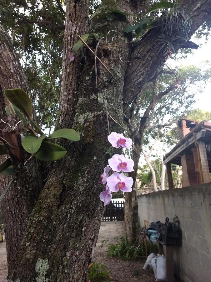 Casa Das Orquideas أرايال دو كابو المظهر الخارجي الصورة